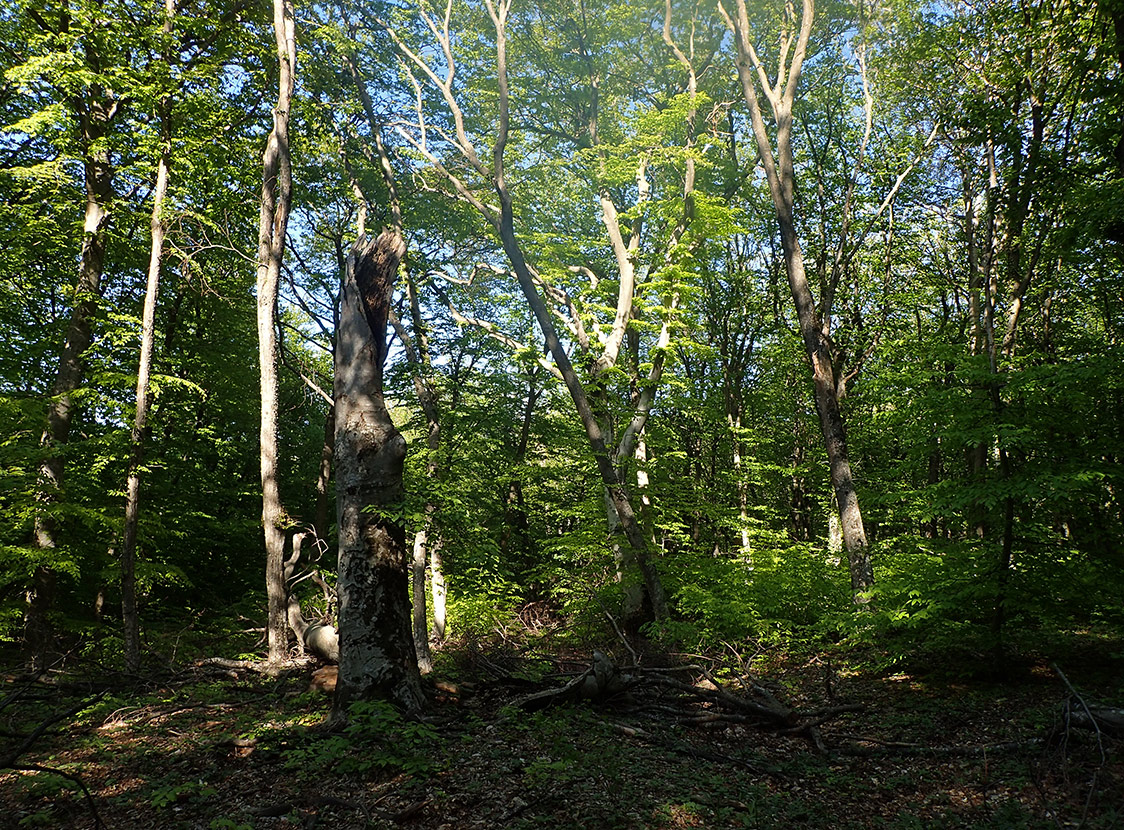 Агармышский лес, image of landscape/habitat.