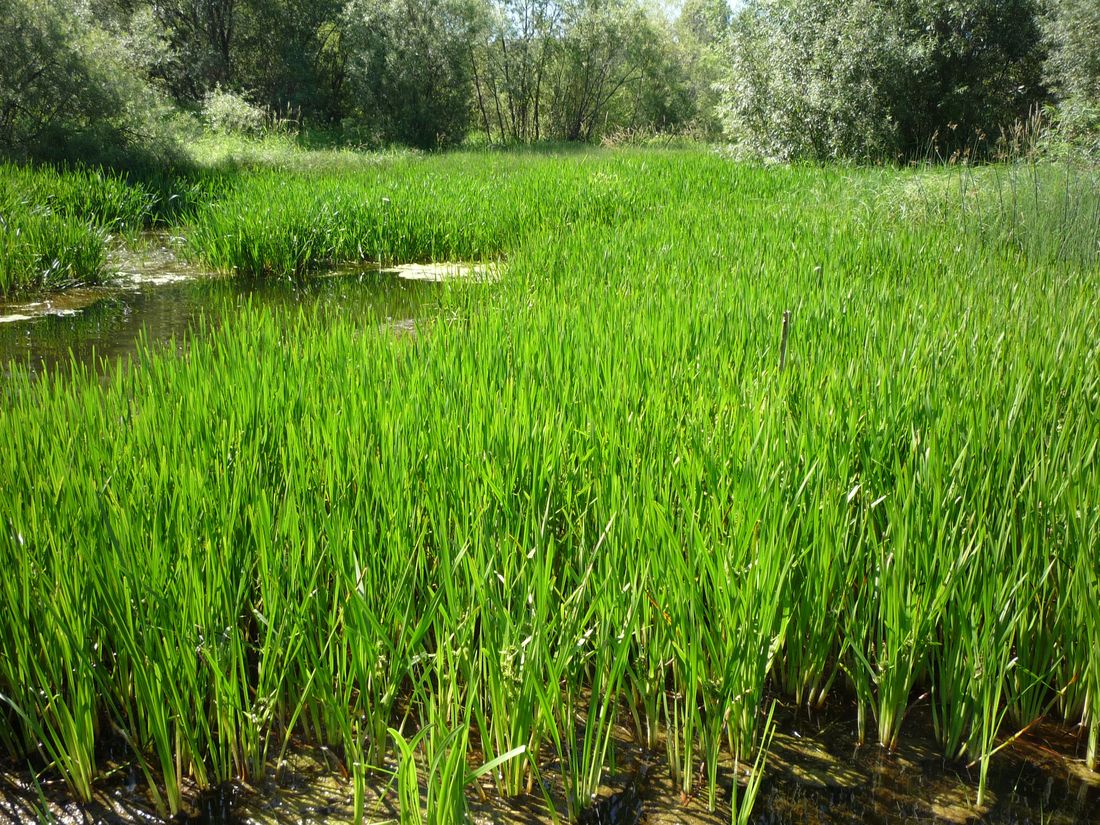 Усть-Шоноша, image of landscape/habitat.