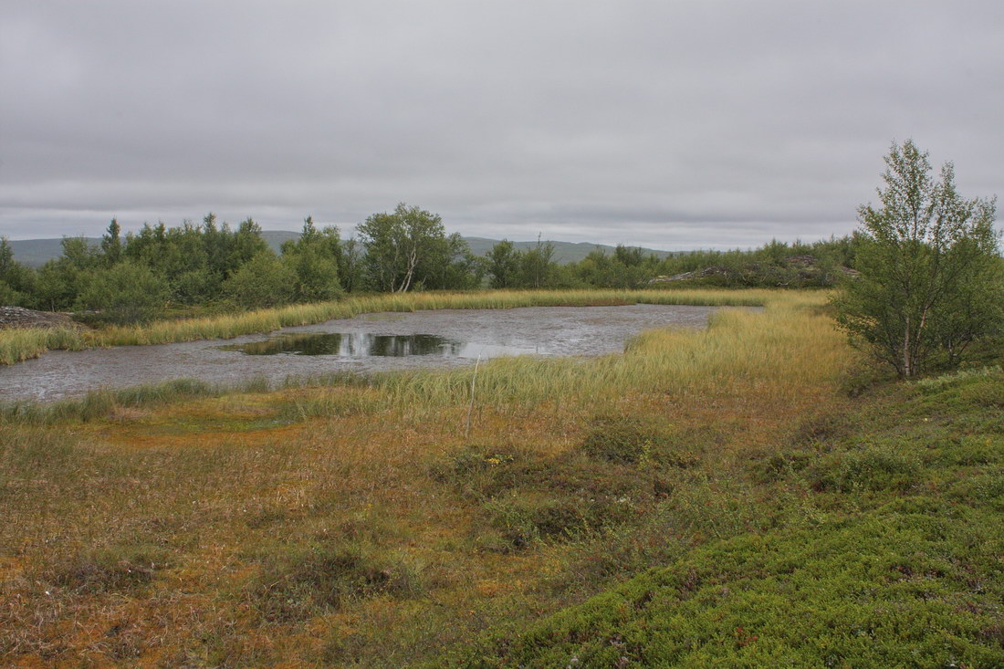 Окрестности Рогозера, image of landscape/habitat.