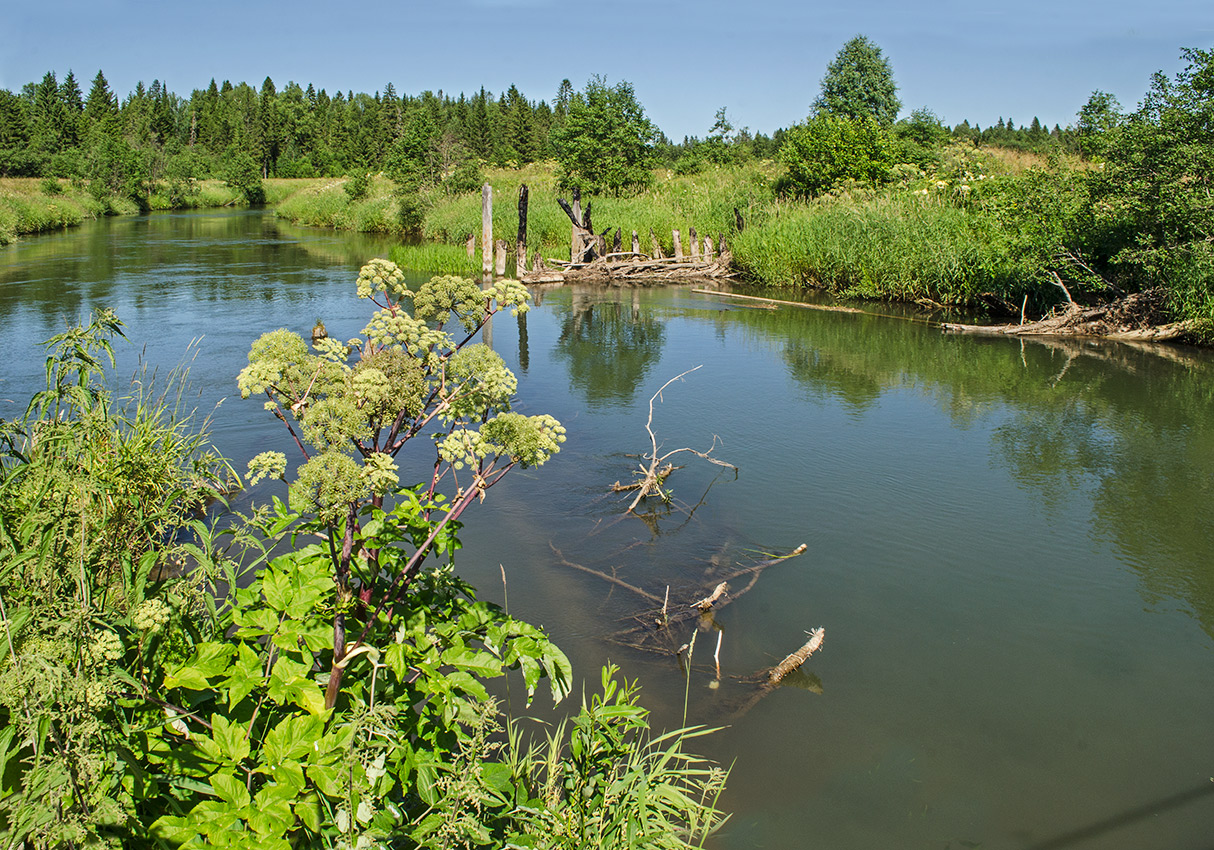 Окрестности деревни Боковая, image of landscape/habitat.