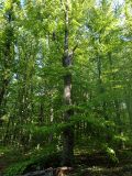 Агармышский лес, image of landscape/habitat.