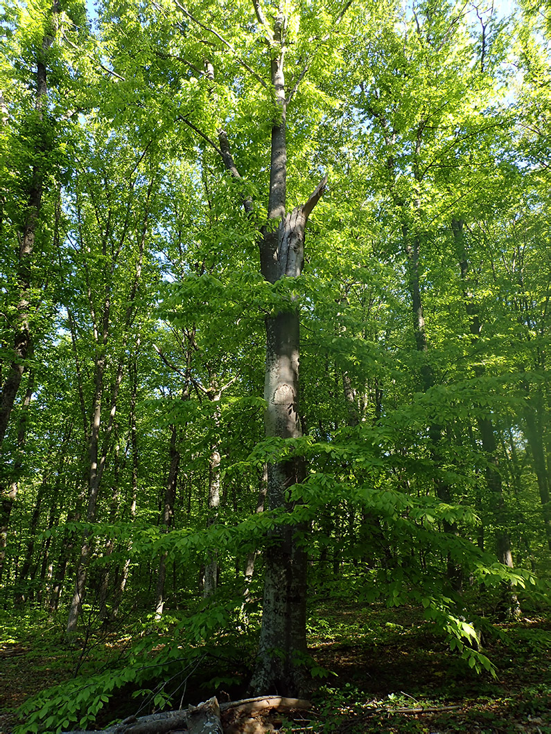 Агармышский лес, image of landscape/habitat.