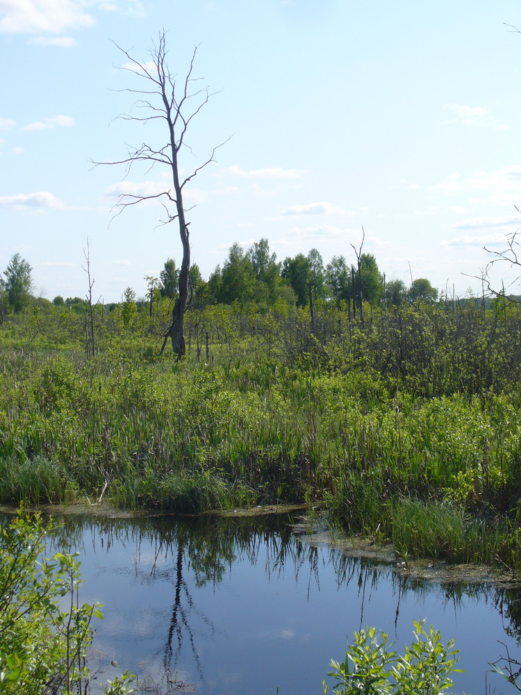 Долина Вондели, image of landscape/habitat.