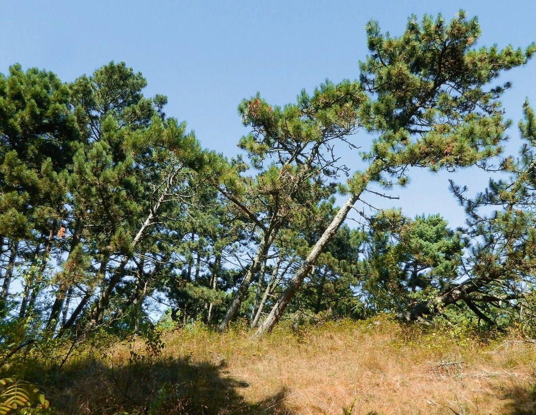 Куршская коса, image of landscape/habitat.