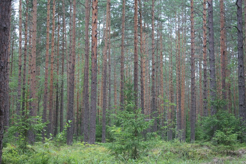 Ивановский лес, изображение ландшафта.