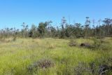 Окрестности Краснокамска, image of landscape/habitat.