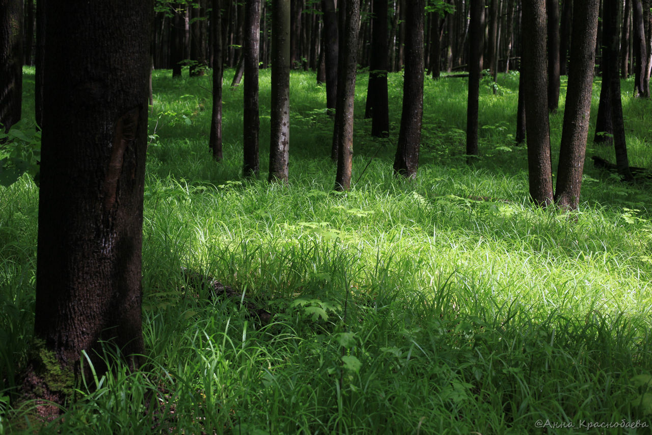 Дубна и окрестности, image of landscape/habitat.