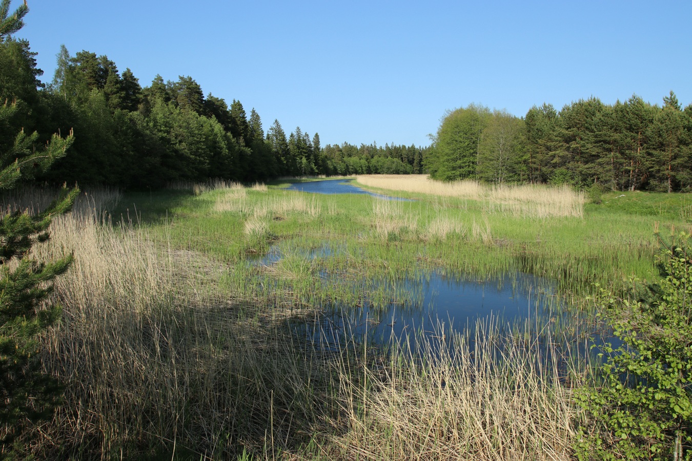 Окрестности деревни Выбье, image of landscape/habitat.