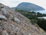 Image of landscape