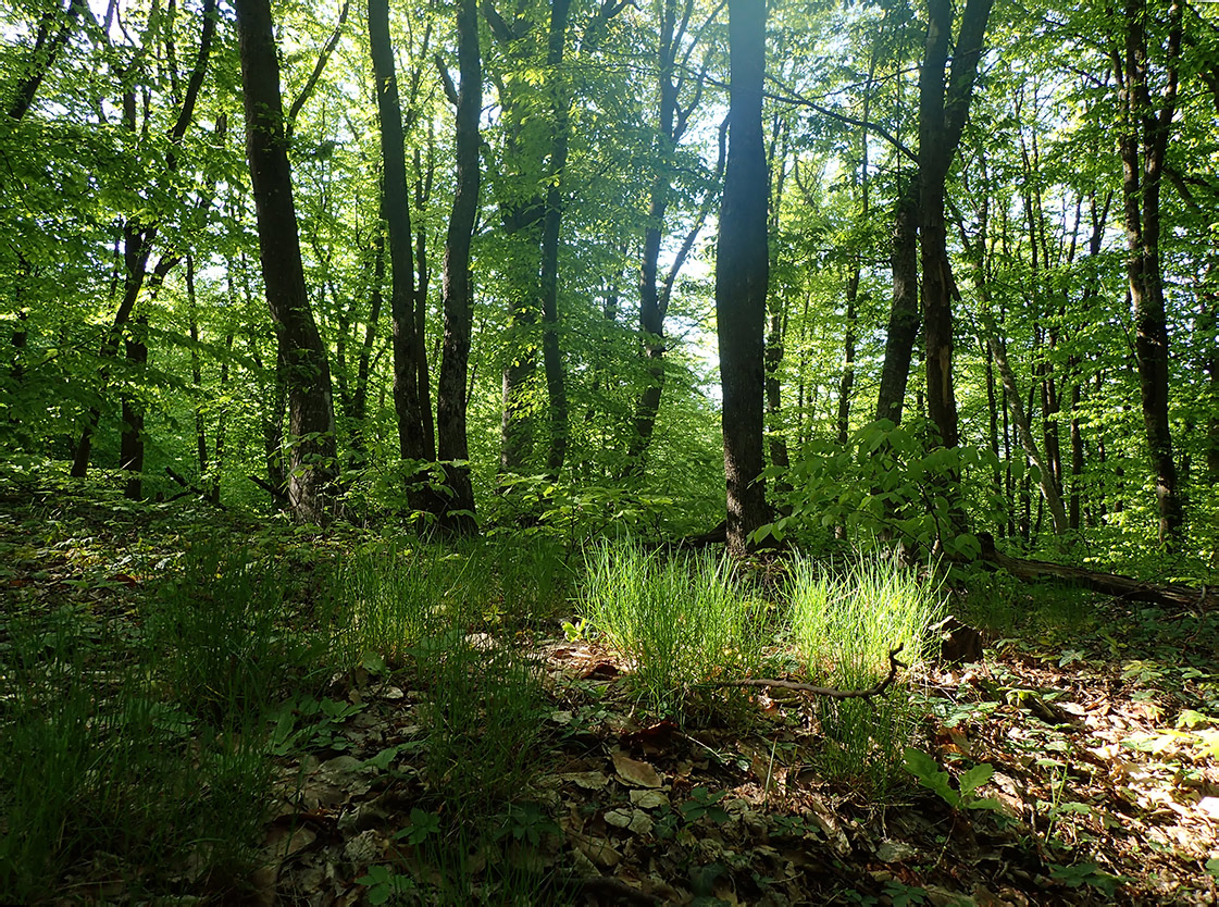 Агармышский лес, image of landscape/habitat.