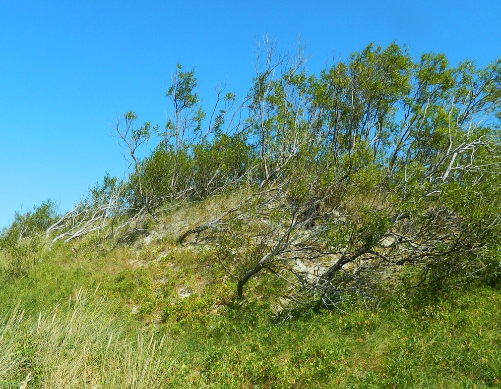 Куршская коса, image of landscape/habitat.