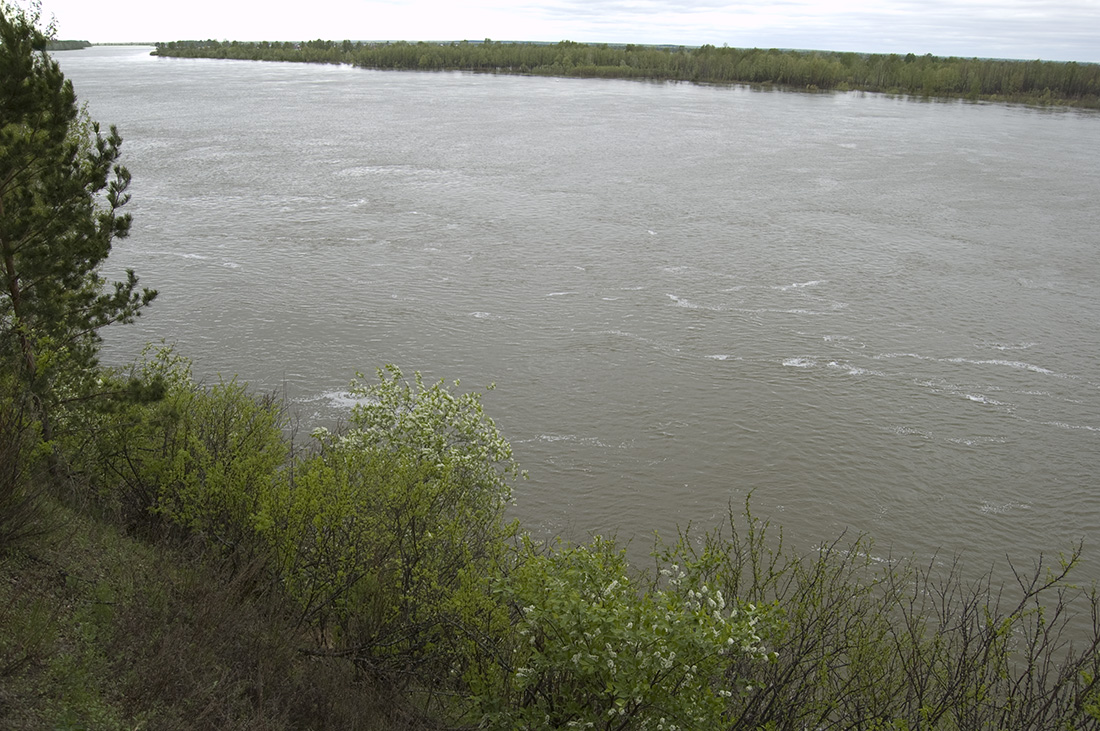 Правый обрывистый берег реки Обь, изображение ландшафта.