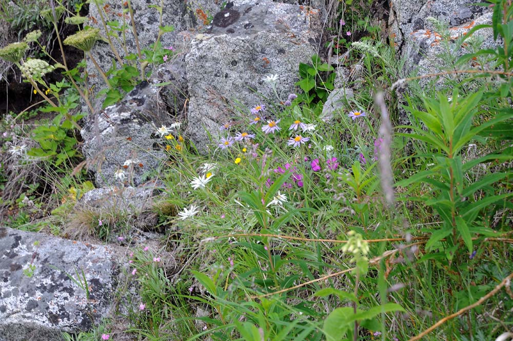 Мыс Островной, image of landscape/habitat.