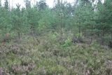 Ивановский лес, изображение ландшафта.