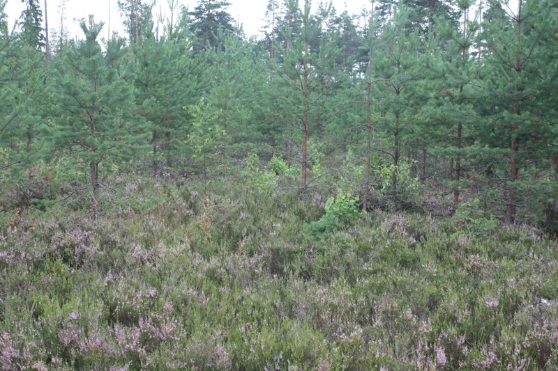 Ивановский лес, image of landscape/habitat.