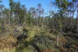 Окрестности Краснокамска, image of landscape/habitat.