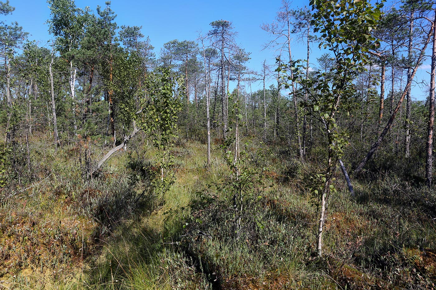 Окрестности Краснокамска, image of landscape/habitat.