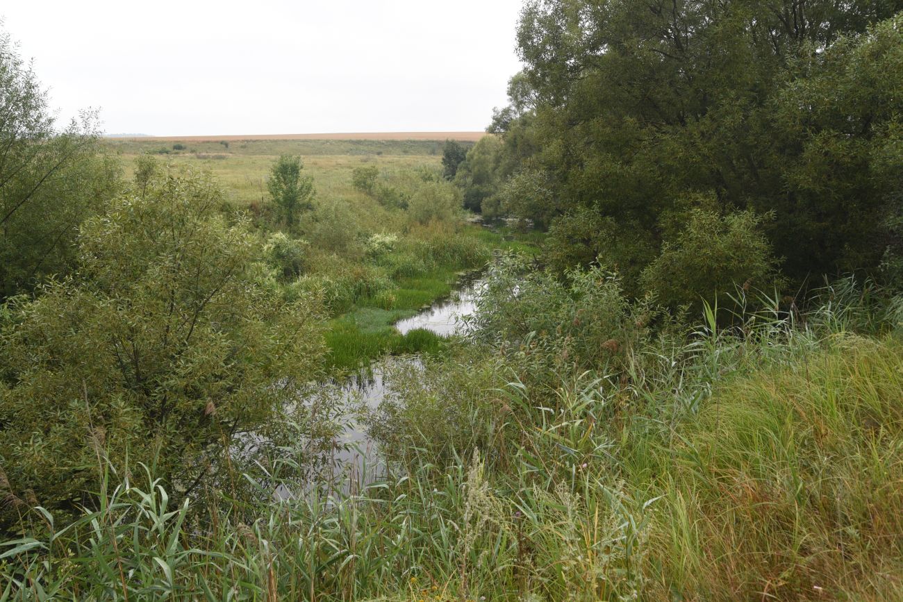 Устье реки Паника, image of landscape/habitat.