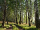 Дубовка, image of landscape/habitat.