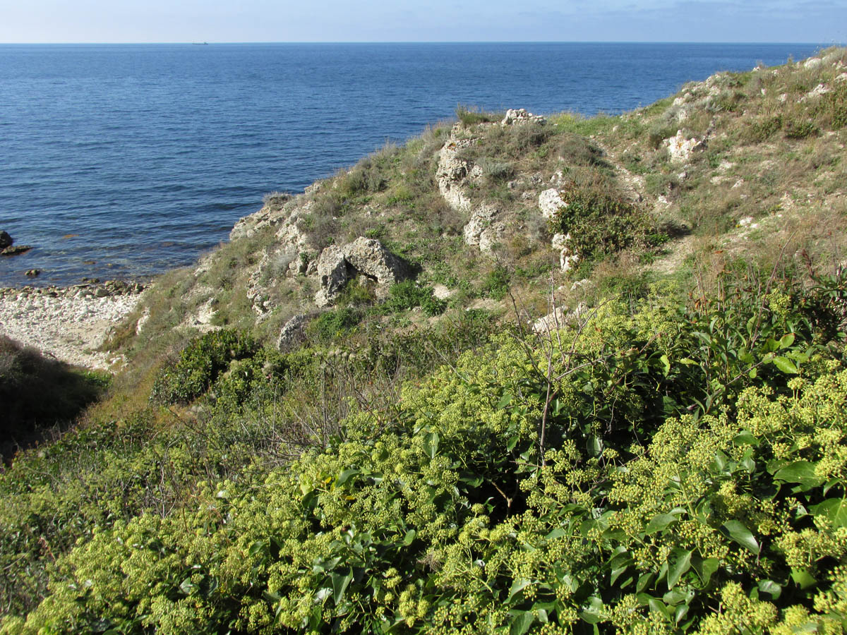Джангуль, image of landscape/habitat.