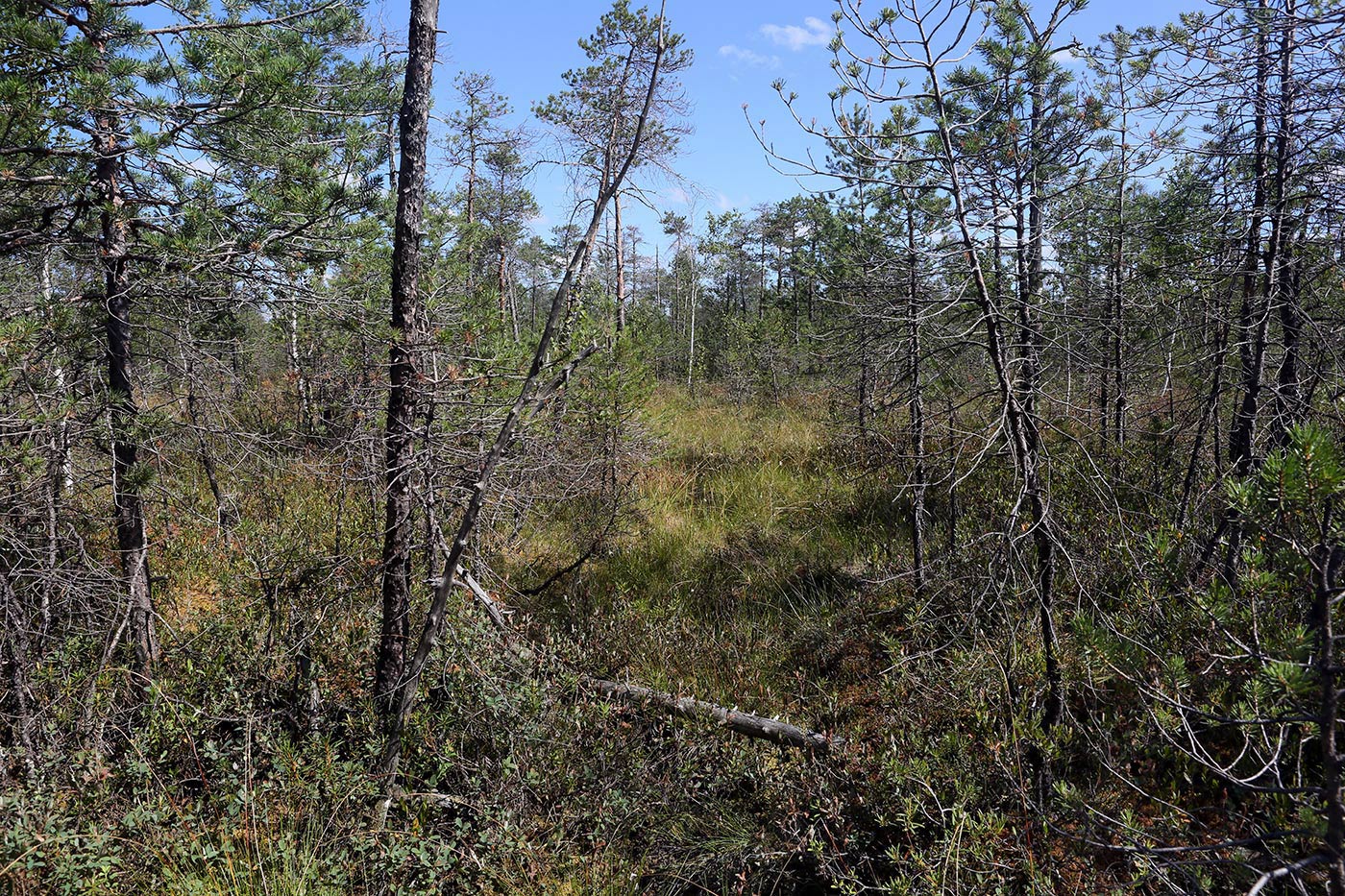 Окрестности Краснокамска, image of landscape/habitat.