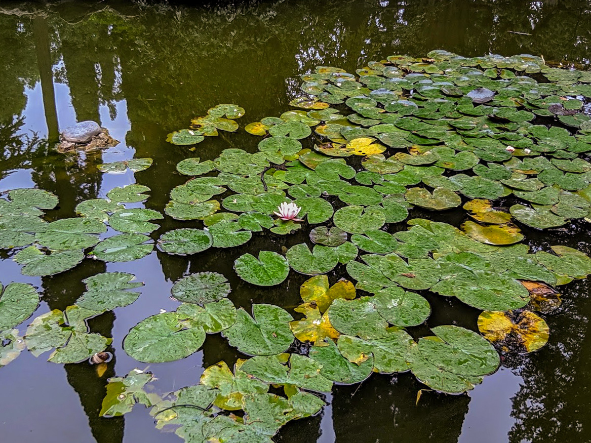 Массандра, image of landscape/habitat.