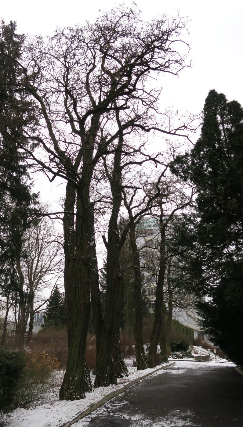 Дендропарк Львовского ЛТУ, image of landscape/habitat.