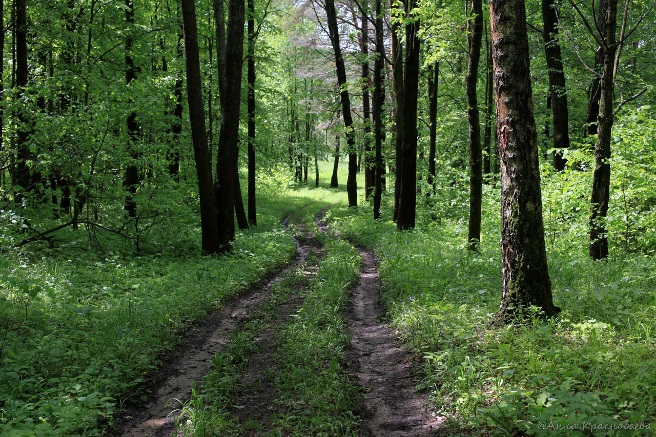 Дубна и окрестности, image of landscape/habitat.