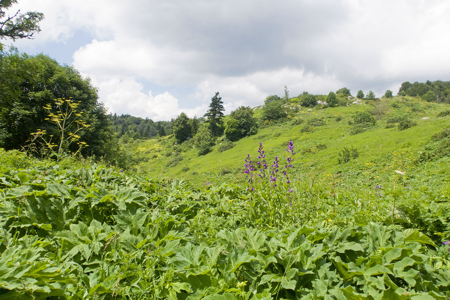 Черногор, image of landscape/habitat.