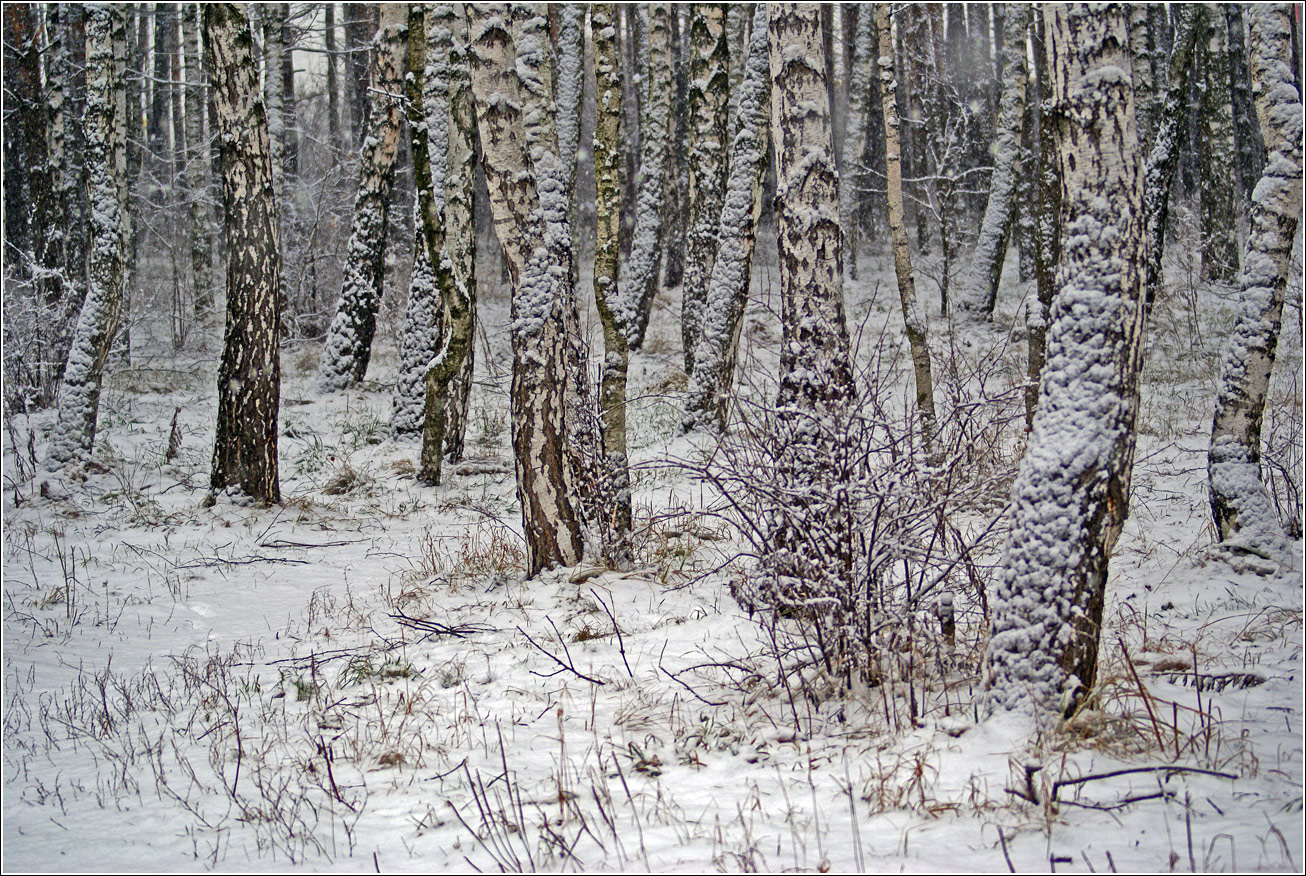 Кузьминский лесопарк, image of landscape/habitat.