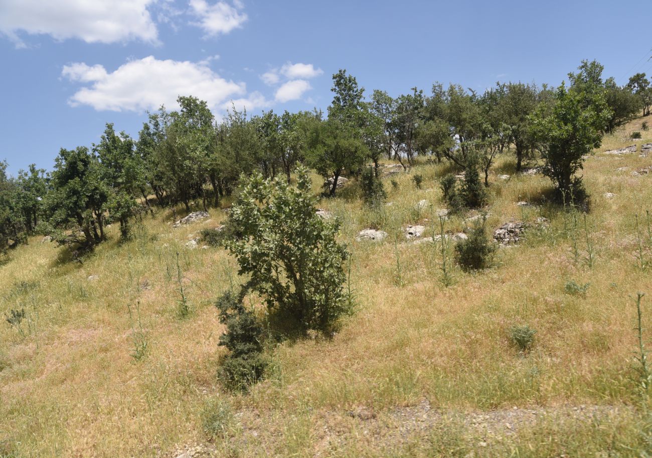 Шеноба, image of landscape/habitat.