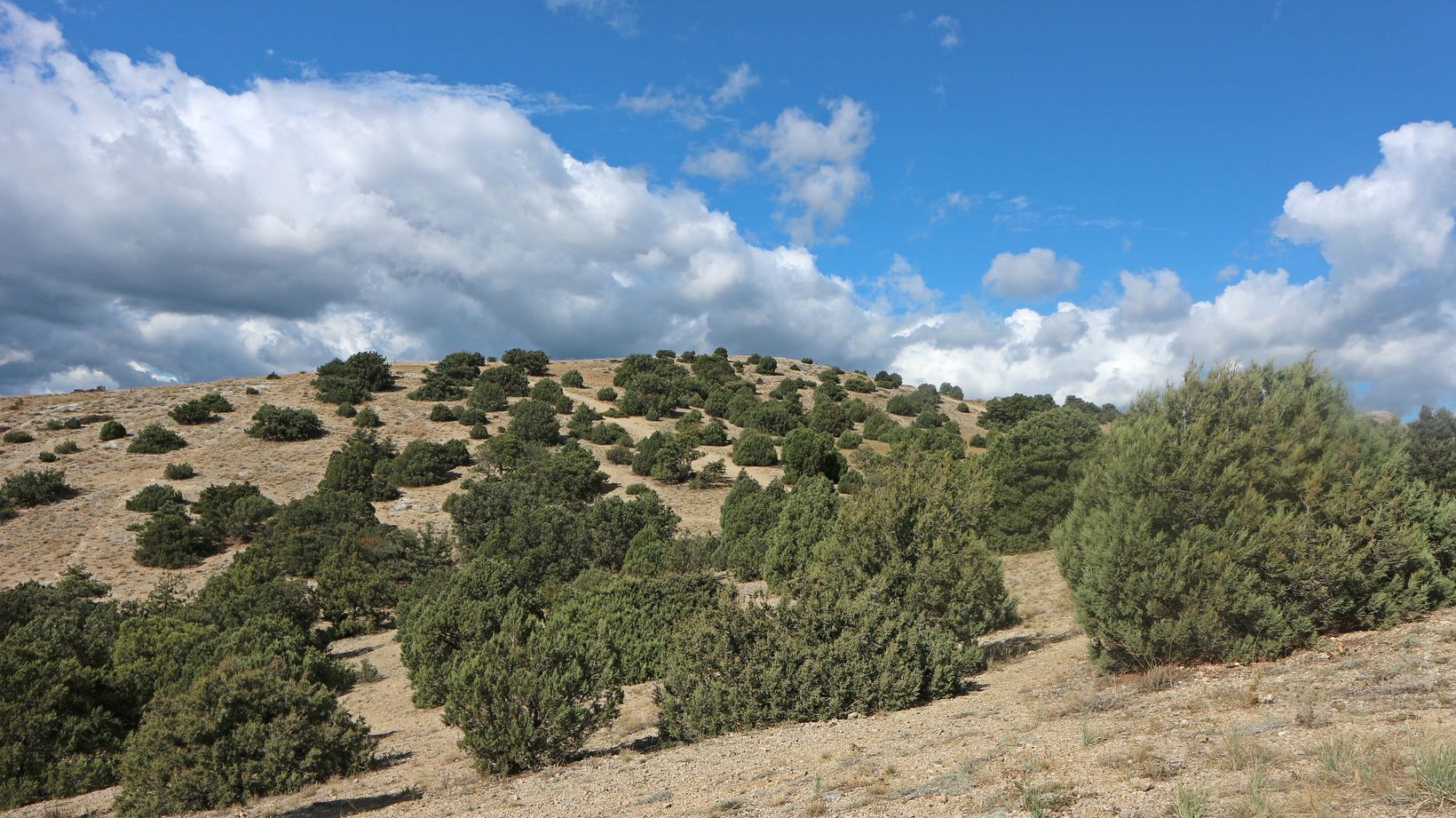 Урочище Алчак-Кая, image of landscape/habitat.