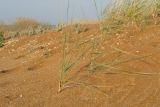 Берег моря у б/о "Связист", image of landscape/habitat.