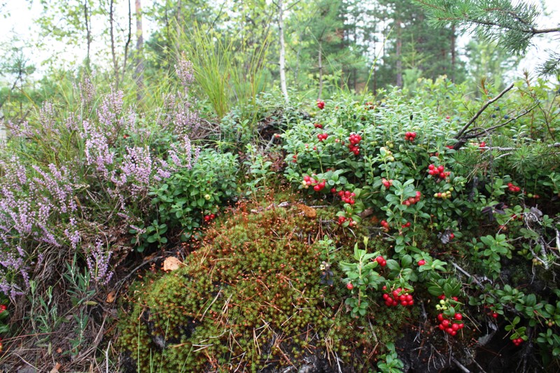 Ивановский лес, image of landscape/habitat.