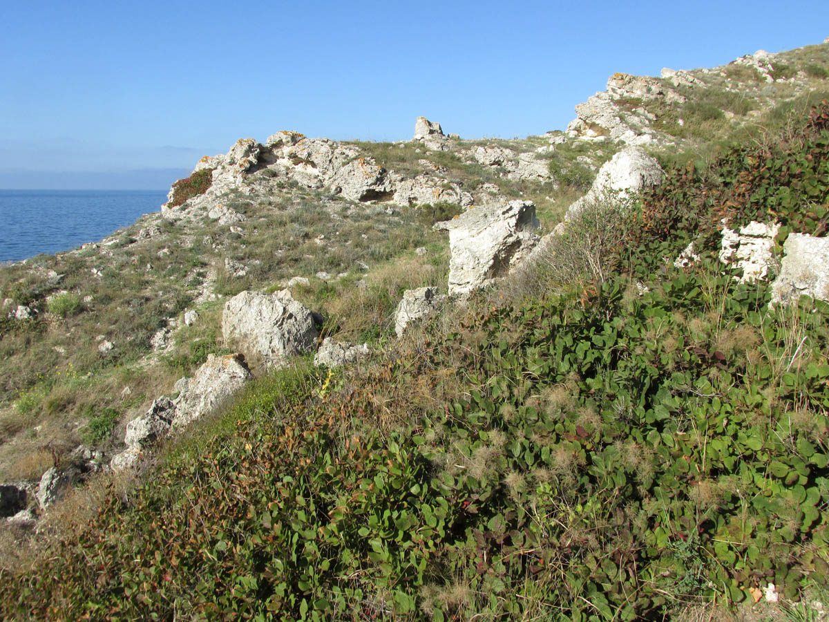 Джангуль, image of landscape/habitat.