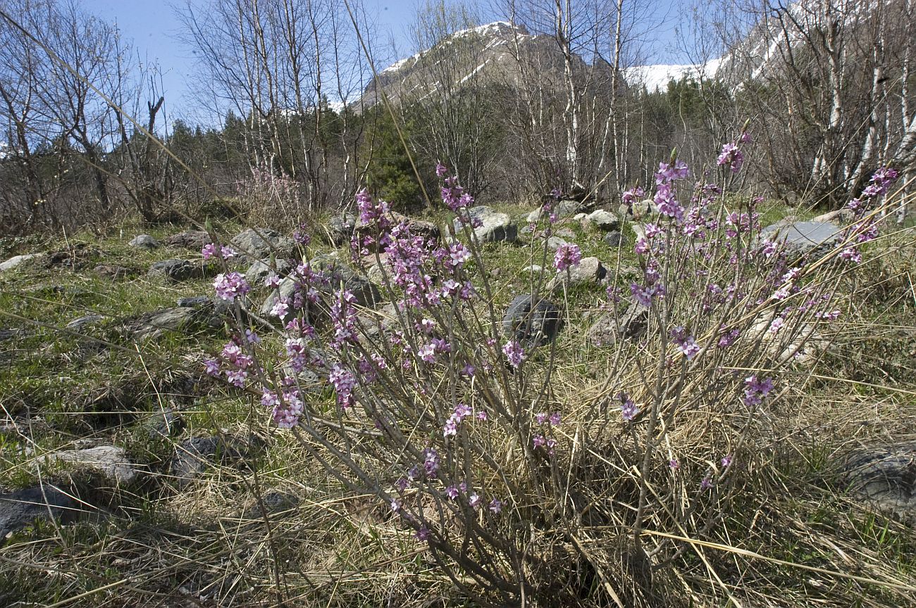 Терскольский лес, image of landscape/habitat.