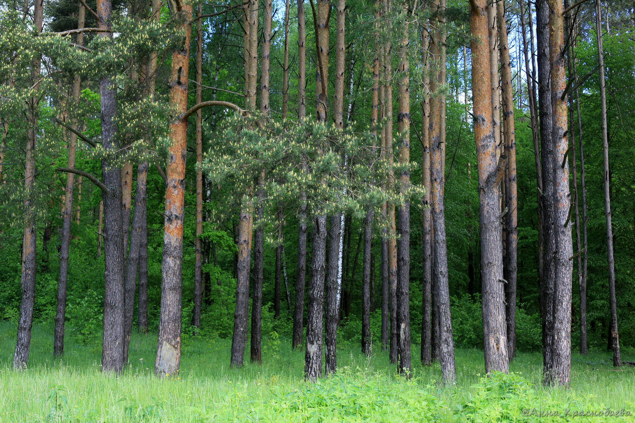 Дубна и окрестности, image of landscape/habitat.