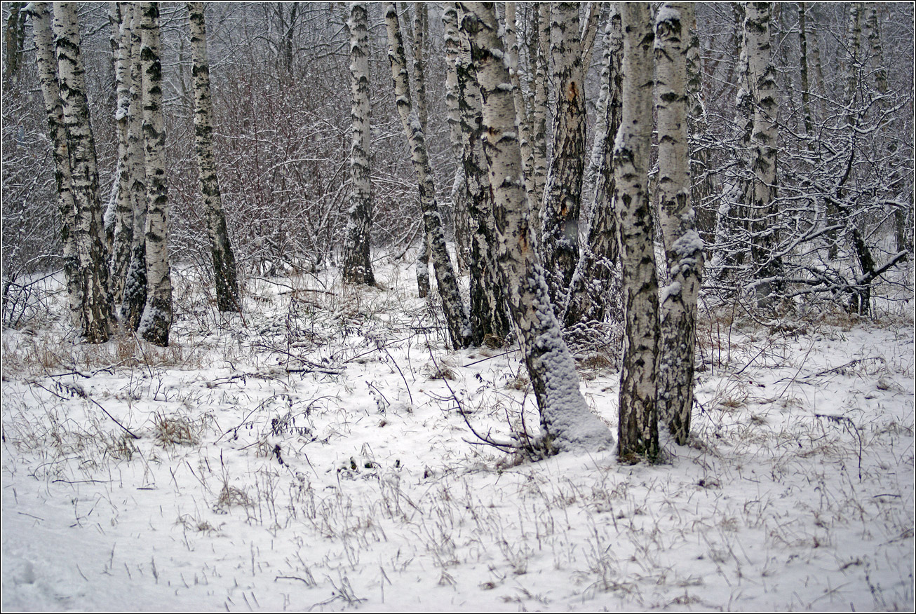 Кузьминский лесопарк, image of landscape/habitat.