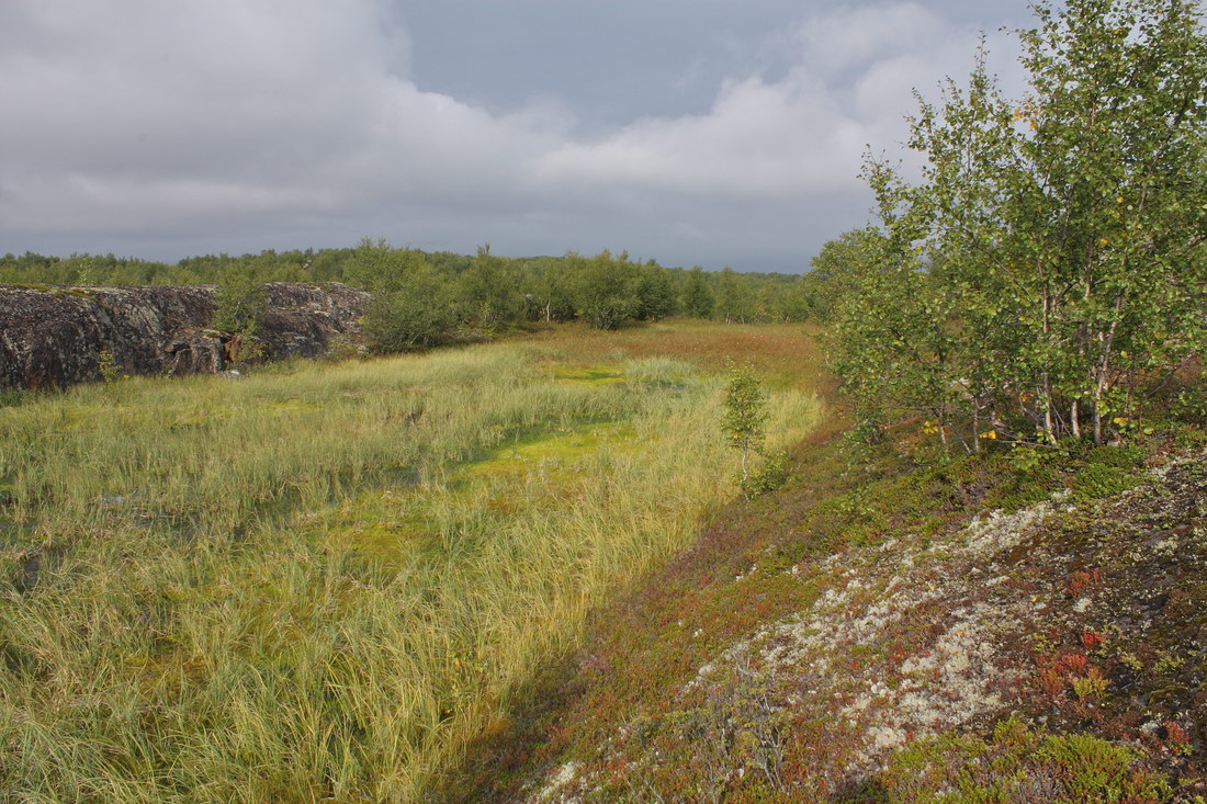 Окрестности Рогозера, image of landscape/habitat.