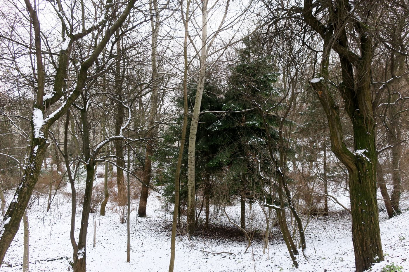 Дендропарк Львовского ЛТУ, image of landscape/habitat.