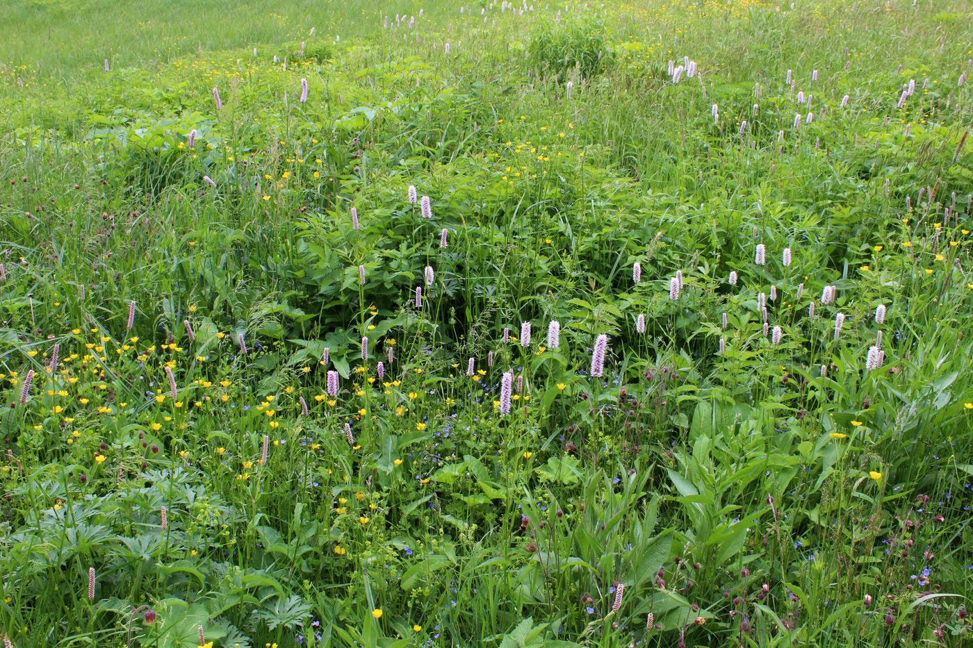 Серебряный лог, image of landscape/habitat.