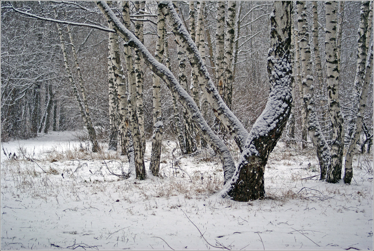Кузьминский лесопарк, image of landscape/habitat.