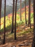 Image of landscape