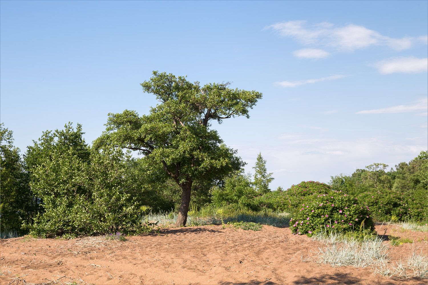 Каравалдай, image of landscape/habitat.