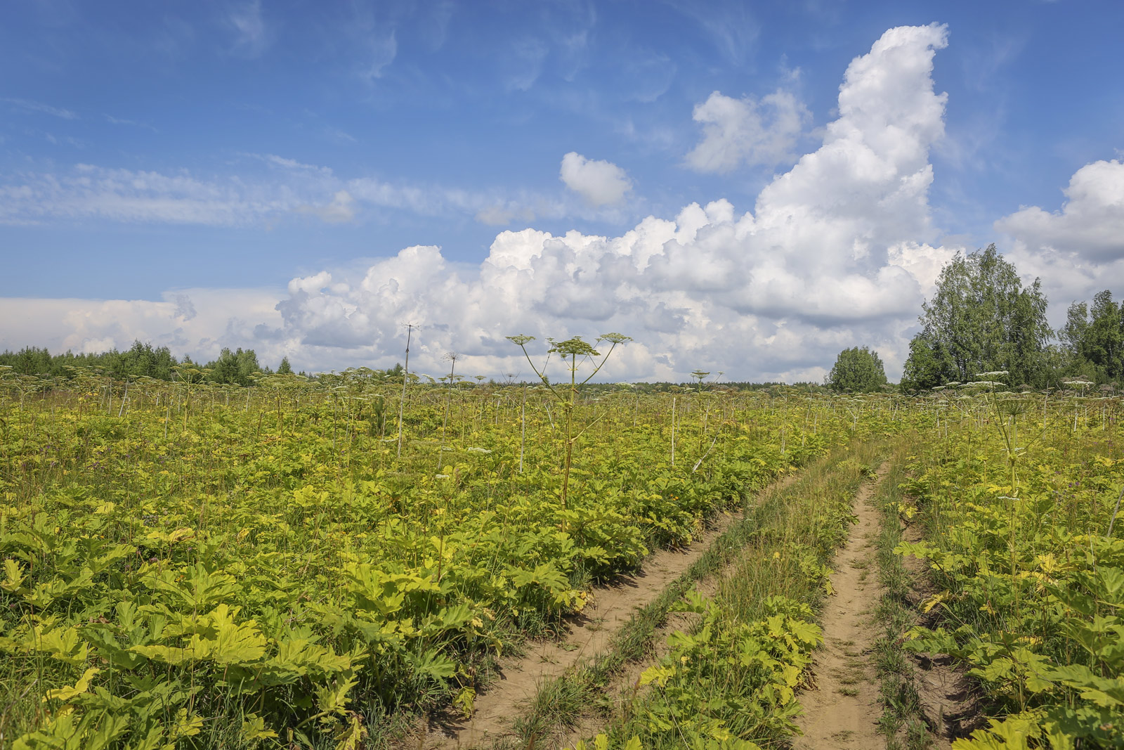 Подкаменная гора, image of landscape/habitat.