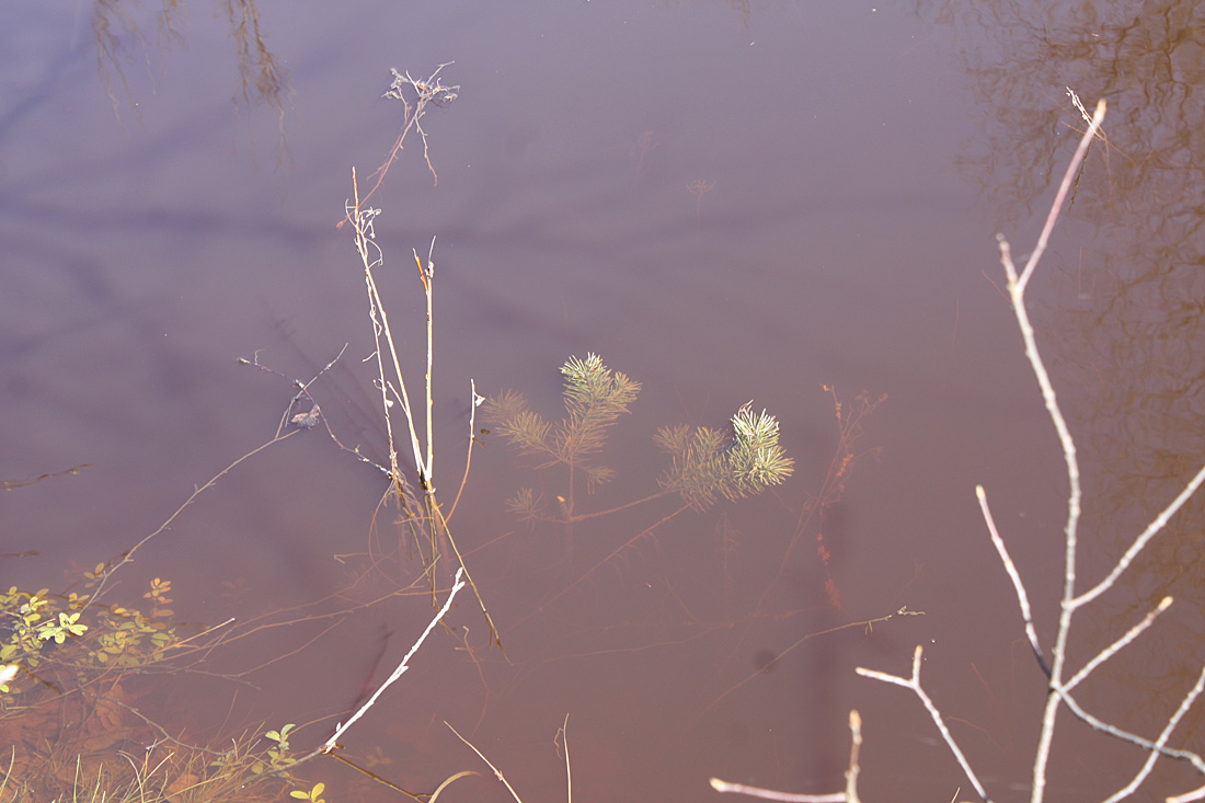 Окрестности Кемки, image of landscape/habitat.