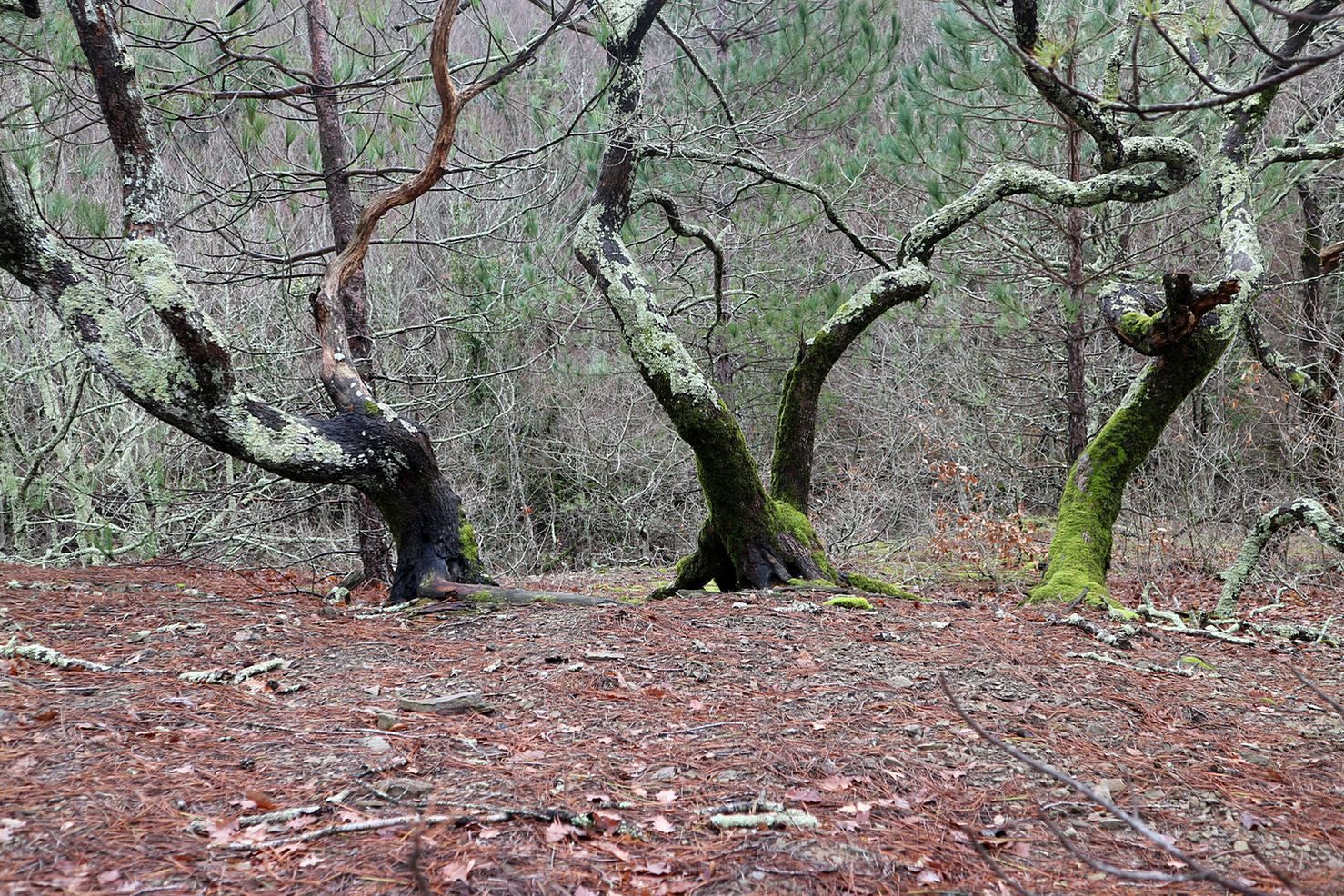 Прохаскина балка, image of landscape/habitat.