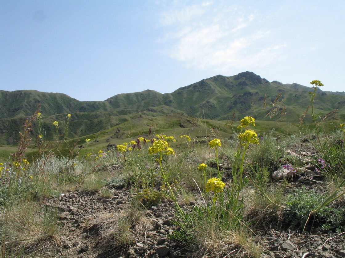 Перевал Алтын-Эмель, image of landscape/habitat.