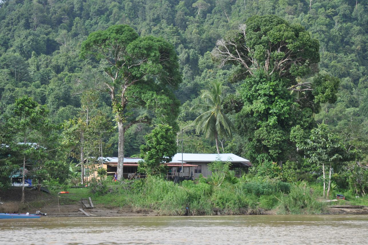 Река Кинабатанган, image of landscape/habitat.