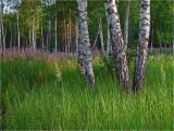 Хрипань, image of landscape/habitat.